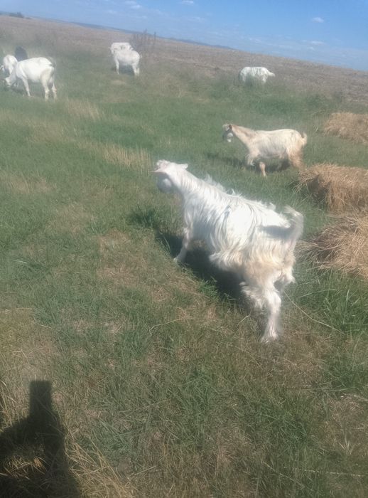 Iezi de  rasă vânzare  .