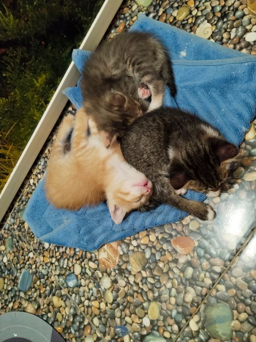отдам котят в добрые руки