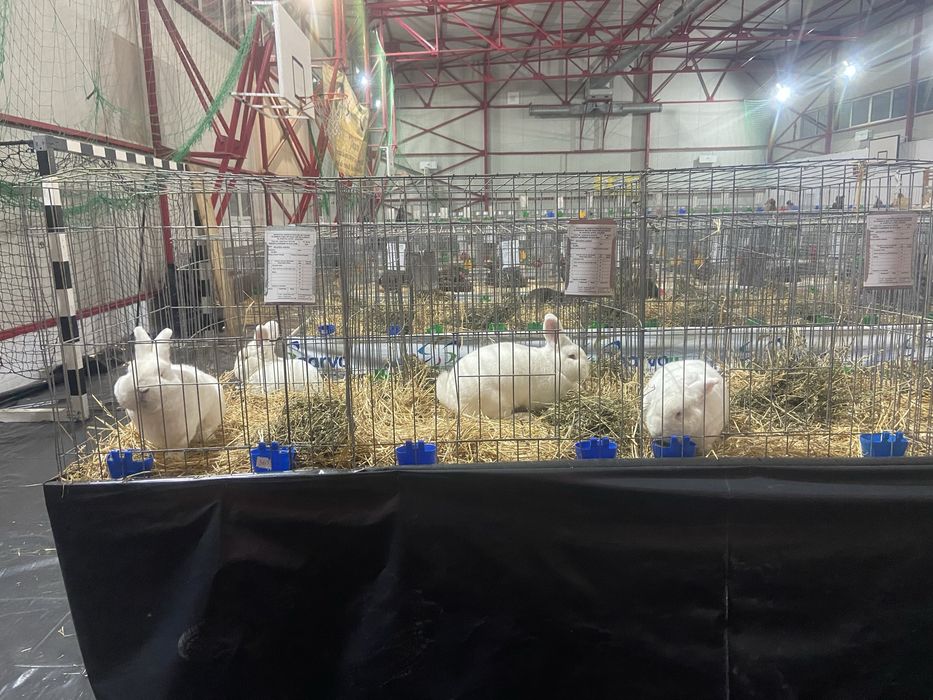 Neozeelandez alb masculi si femele