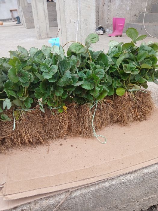 Продавам разсад Ягоди и Малини