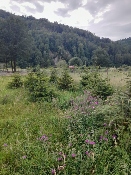 Stejar rosi paulonia