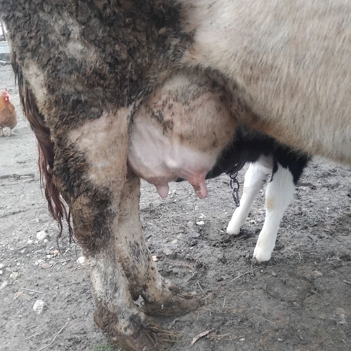 Disponibilă vacă holstain cu vițel