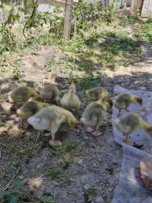 Vând oua gașca agroland