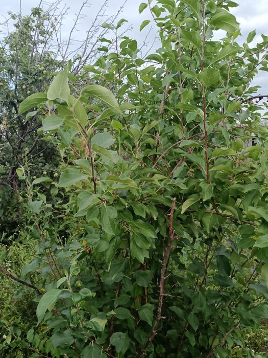 Продам дачу Со Дархан рассмотрим рассрочку