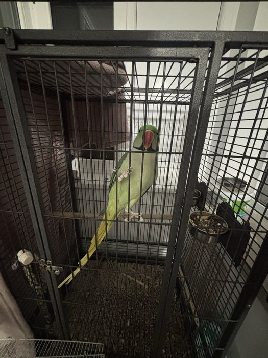 Papagal marele alexandru