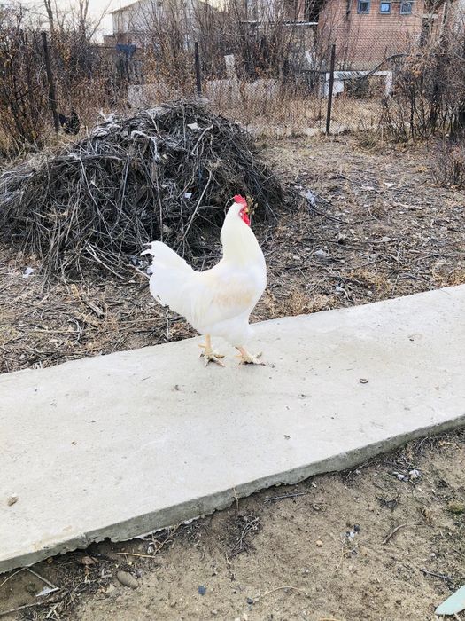 Ақ қораз сатылады