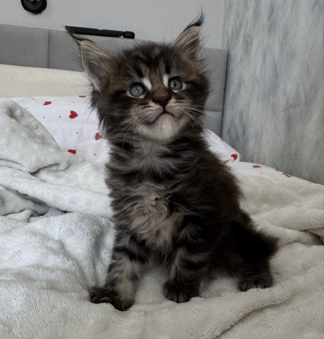 Котята Мейн-кун Алматы