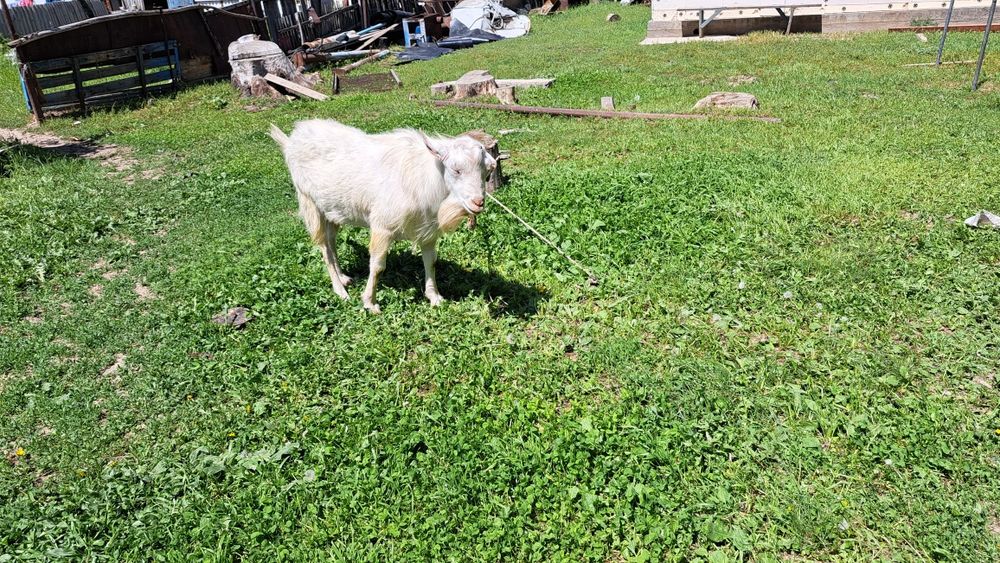 Сауынды ешкілер мен текелер сатамыз