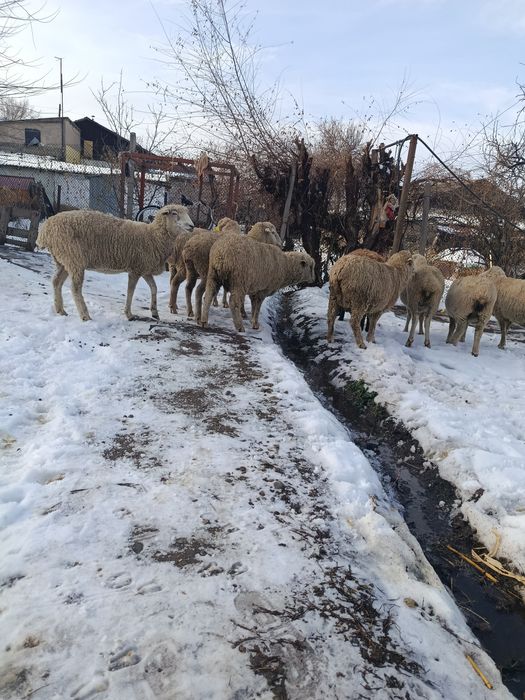 Продам жирных бараны.