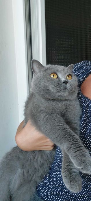 Pet sitter/cazare la domiciliul meu, bonă pentru pisici