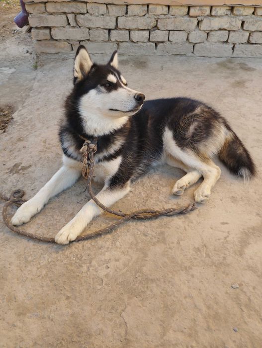 Продается хаски девочка 7 месяцев