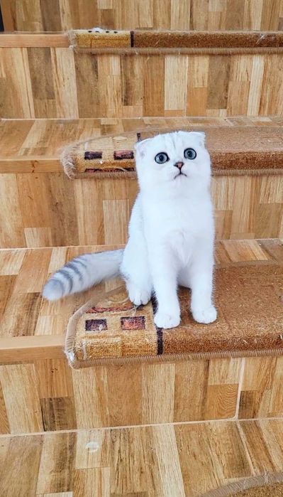 Baiat scottish fold cu pedigree