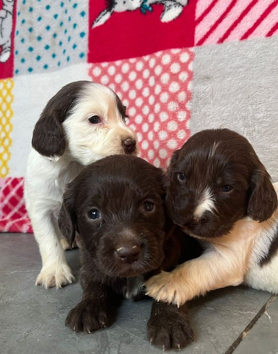 Щенки русского спаниеля