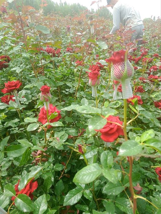 Atirgul ko'chatlari dexqonchilik