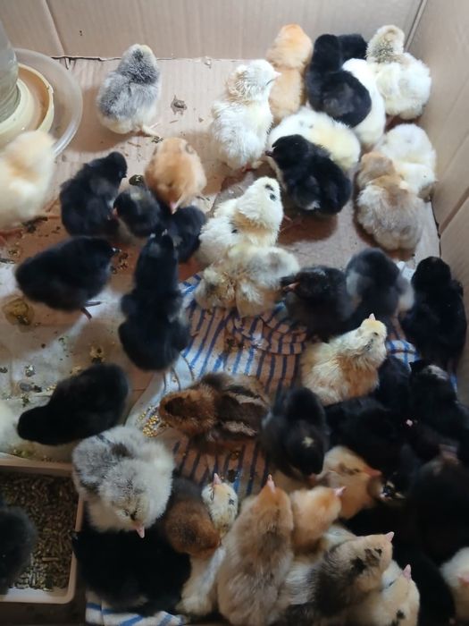 Продам цеплят 500тг за одного