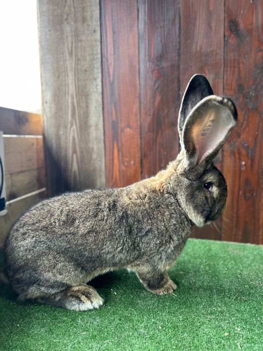 Mascul uriaș german