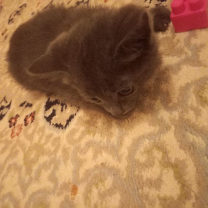 Котёнок мальчик  1,5 месяца