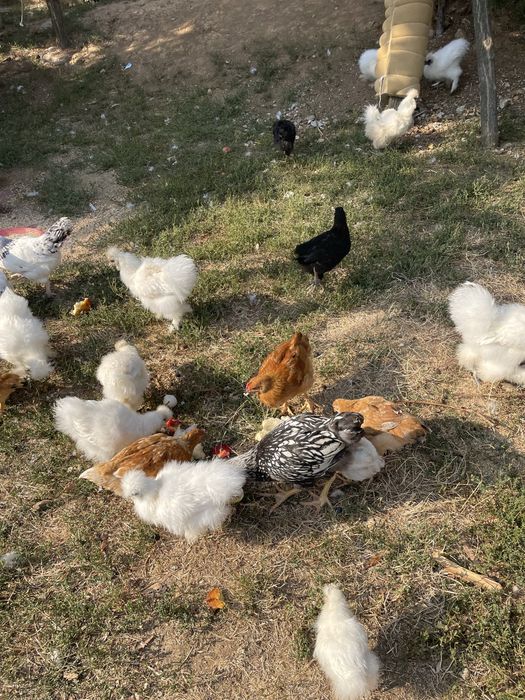 Pui chinezesti de matase de vanzare
