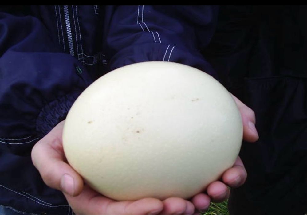 Oua de struț de vanzare