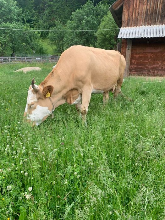 Vaca de vânzaree