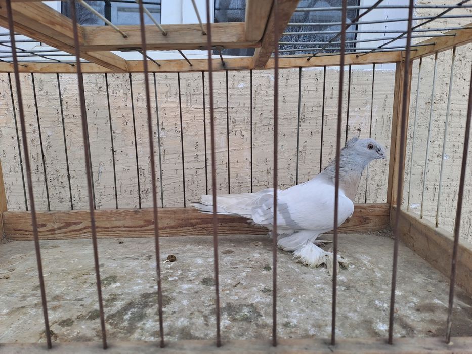 Голубка пепельная игровая