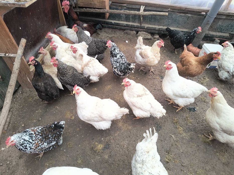 Продавам 31 боря кокошки