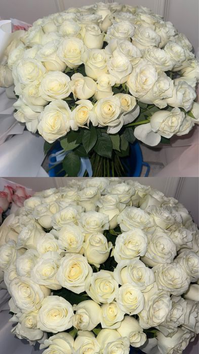 101 белые розы, свежие