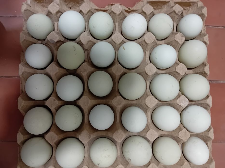 Uxayul tovuq tuxmlari sotlad