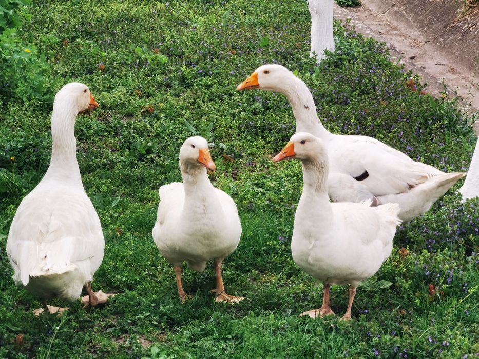 Vând două perechi de gâște tinere de 1 an