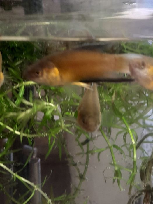 Аквариумные рыбки