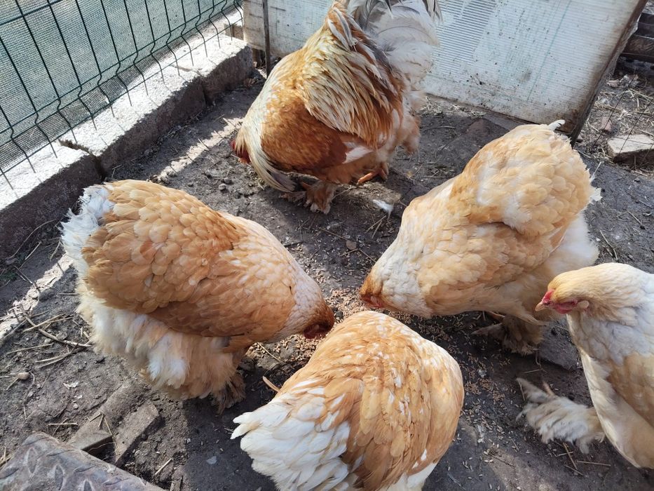 Ouă Brahma lemon si potirnichiu