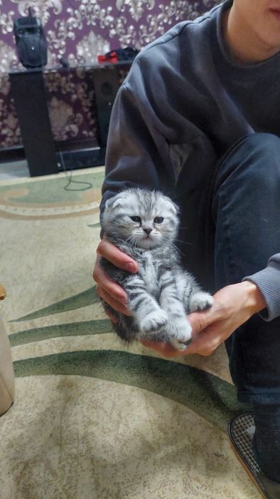 Шотландские котята