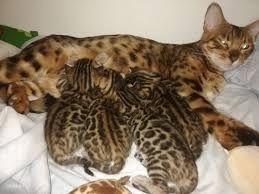 Arzonga Bengal mushuklari. Кошкa Бенгальская