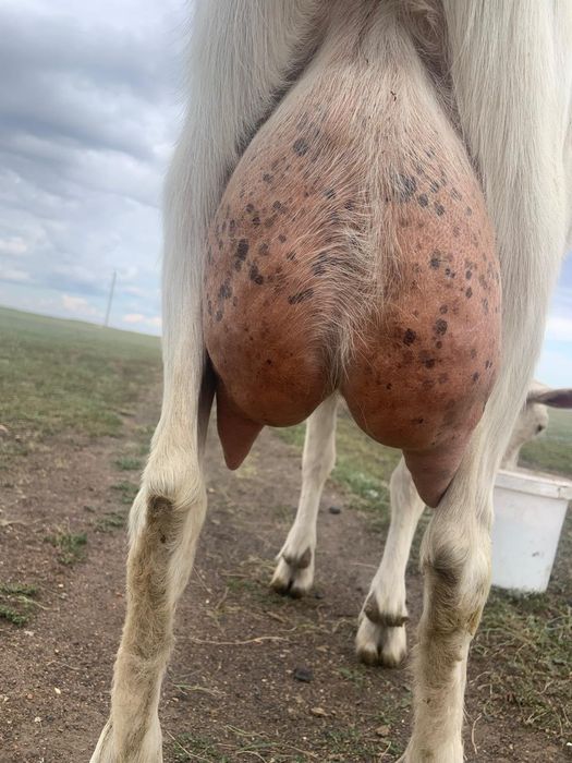 Продам козы Козел козленок