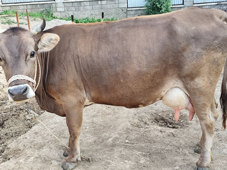 Үлкен жаста жыныстық қатынас