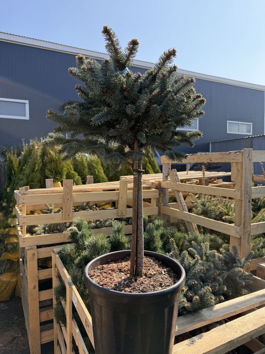 Саженцы, озеленение