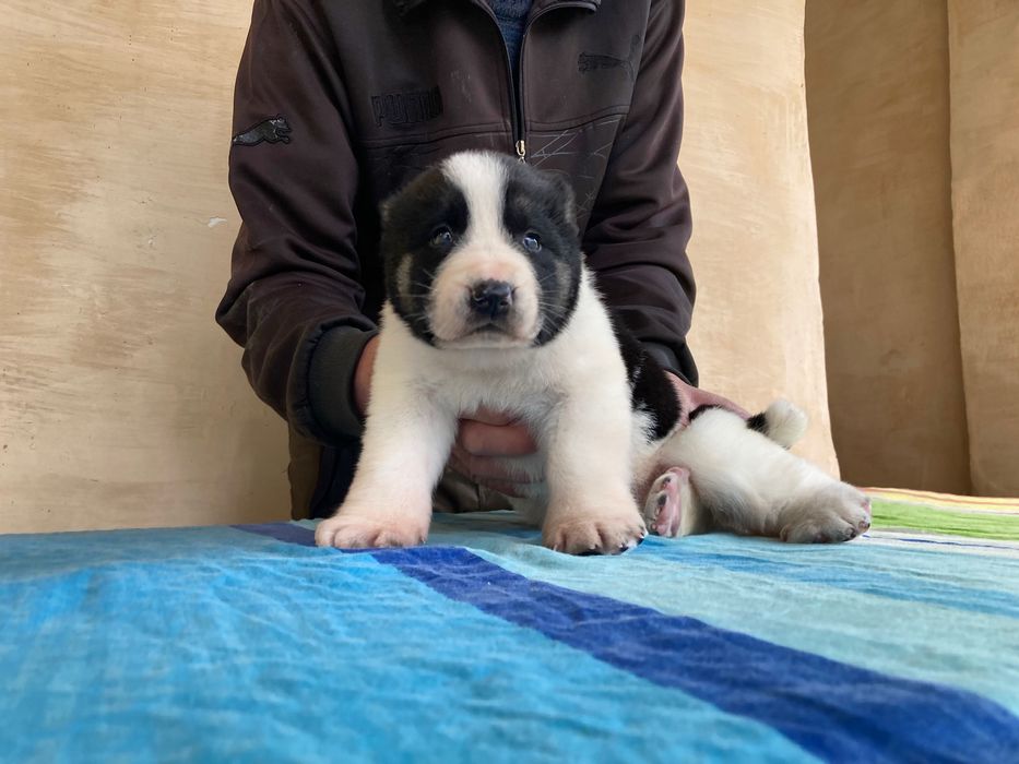 Шенок Туркменского Алабая ( чистокровный )