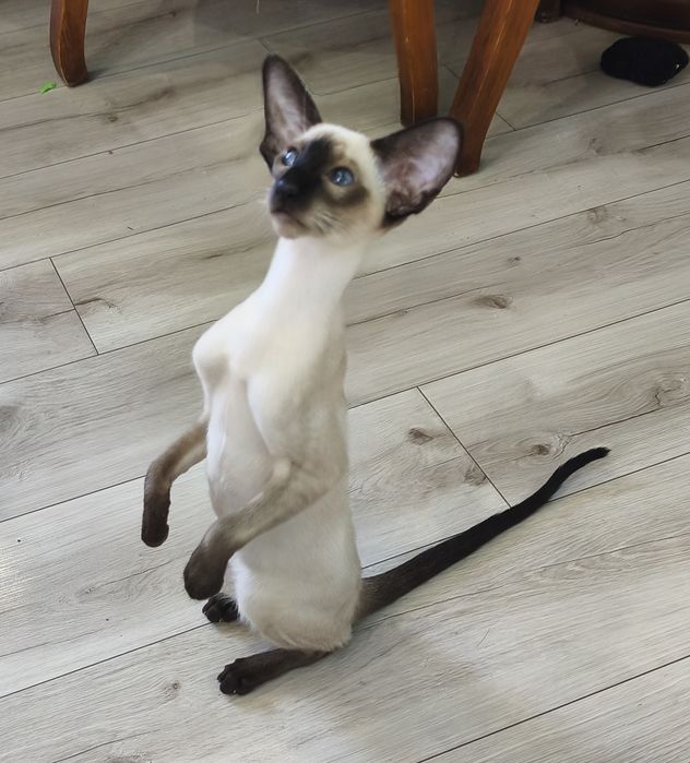 Ориетальные котята
