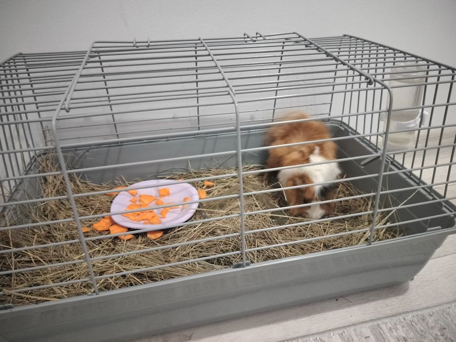 Продам морскую свинку