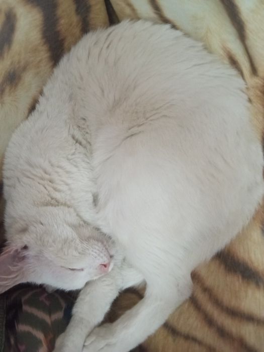 Отдам кота в добрые руки