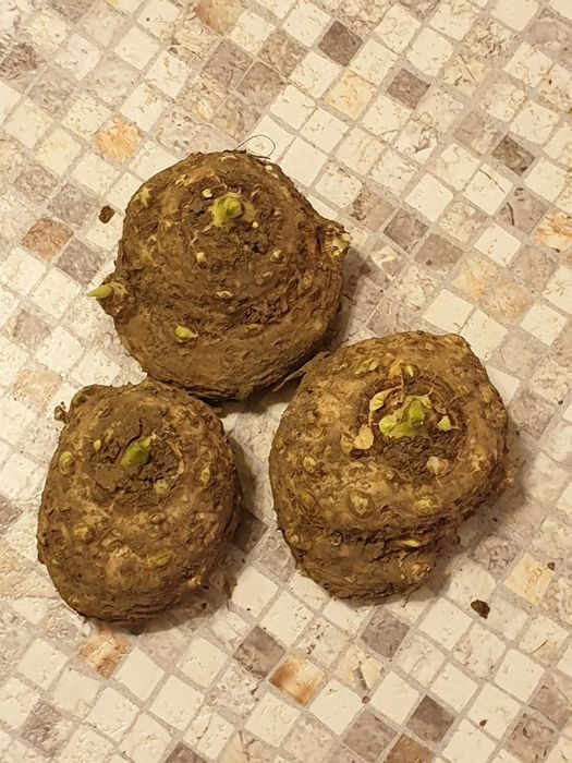 Bulbi cale de gradina - Zantedeschia