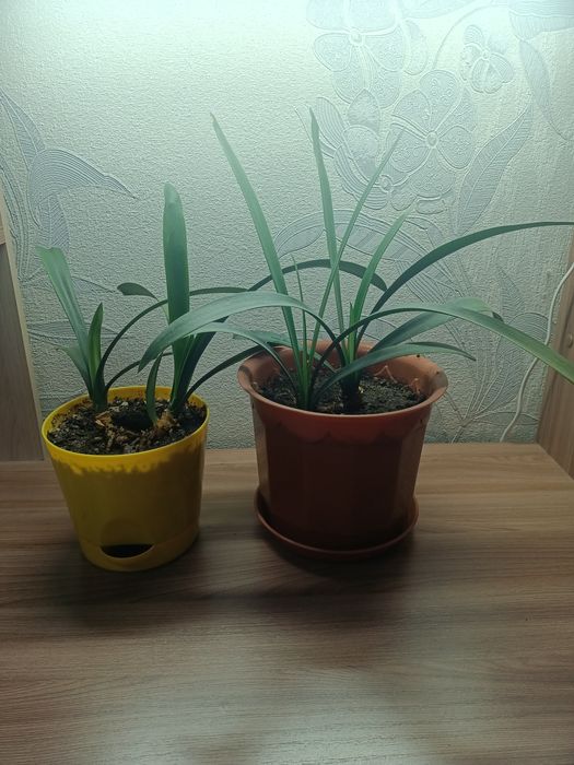 Алоэ и Кливия в наличии