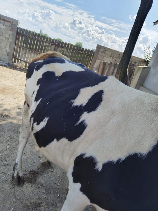 Vacă de vânzare!