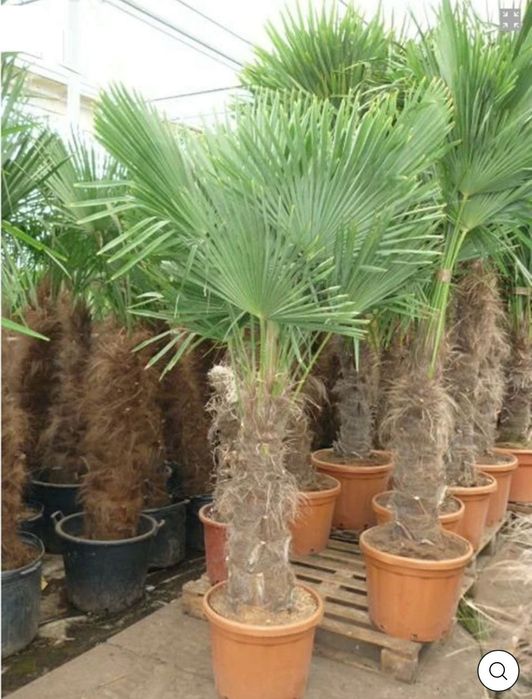 Palmierii rezistenți la îngheț toate dimensiunile