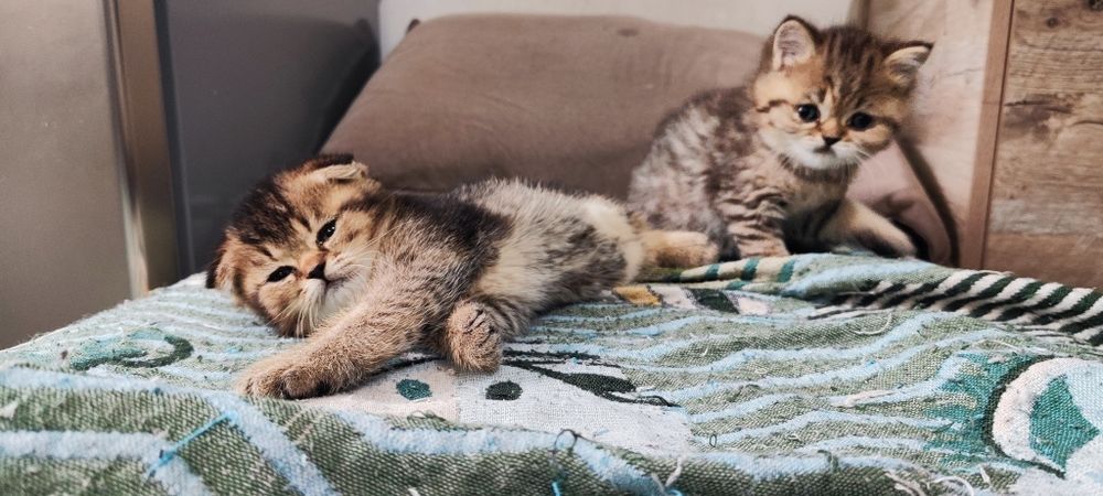Продам котят шотландцев