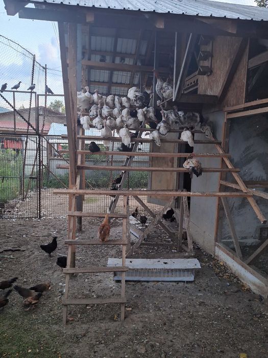 Vand pasari de curte. Cocosi,gaini,curcisi curcani,cocosi pfoenix si cochinchina pitic.