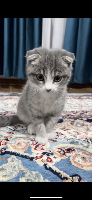 продам веслоухого котенка