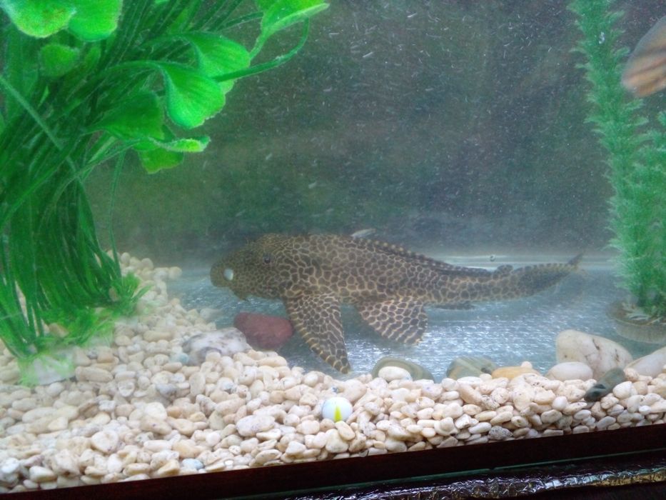 Сомик чистильщик