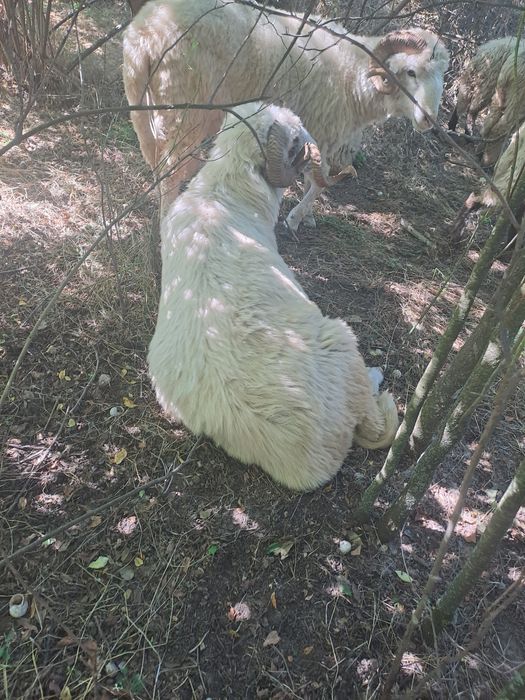 Vând berbec țurcan vârsta 5 ani