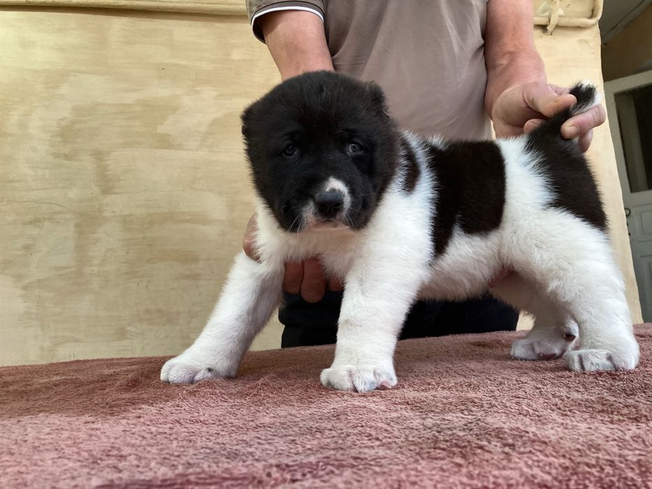 Щенок ( Туркменского Алабая ) чистокровный !